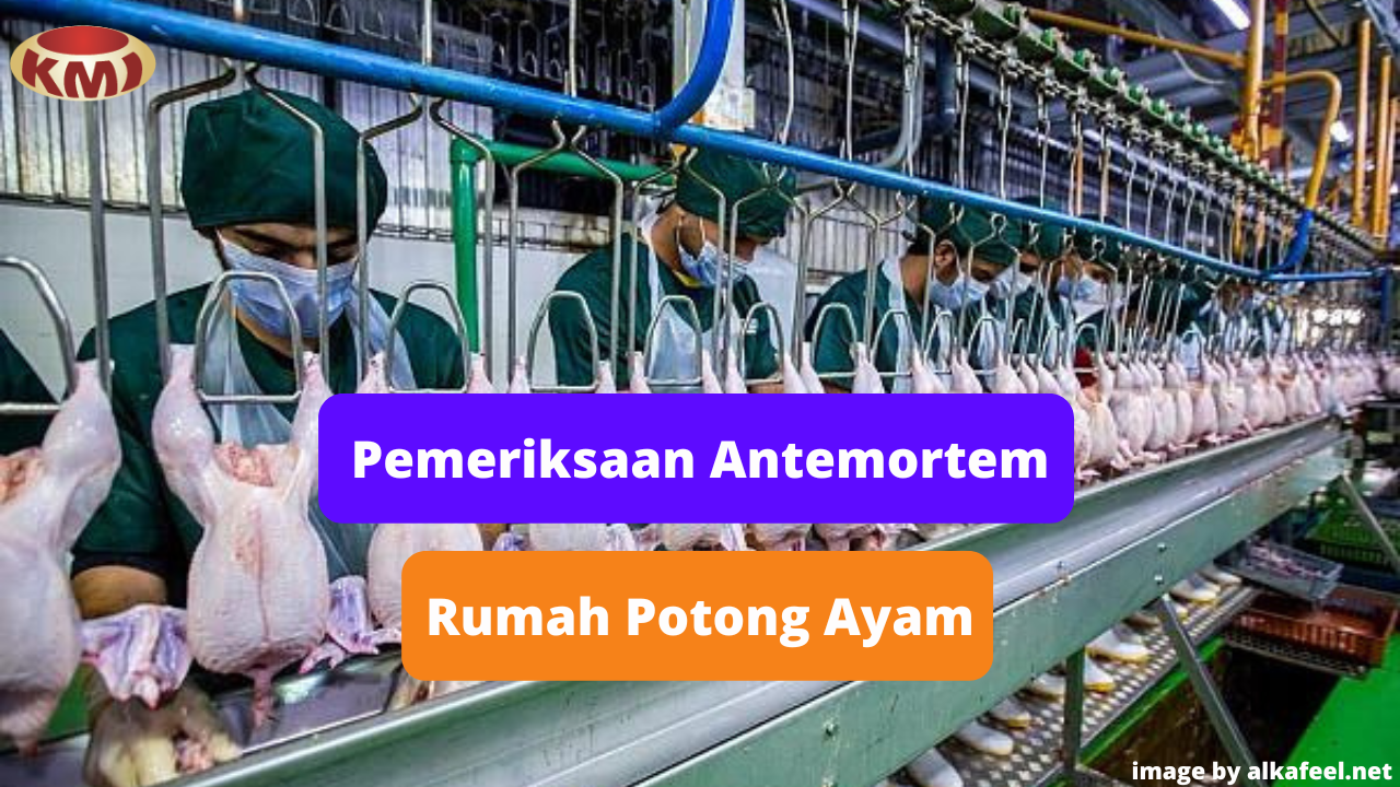 Berikut Ini Pentingnya Pemeriksaan Antemortem di Rumah Potong Ayam (RPA)